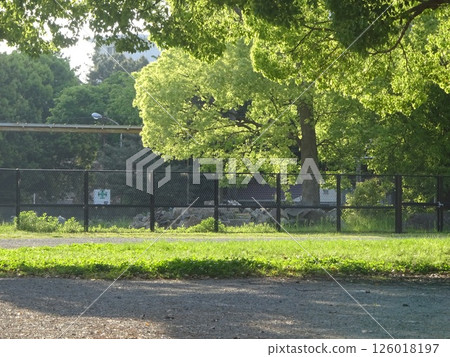 圍籬的公園景觀 圍籬的公園景觀 126018197