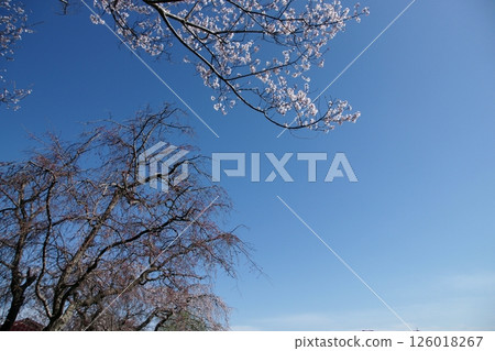 Tottori - Four Seasons Walks - Spring - Cherry Blossoms - Hinamatsuri Tottori - Four Seasons Walks - Spring - Cherry Blossoms - Hinamatsuri 126018267