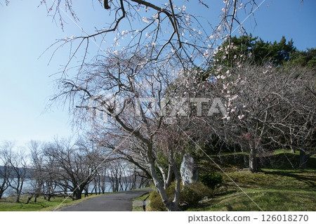 鳥取縣 - 四季漫步 - 春天 - 櫻花 - 女兒節 鳥取縣 - 四季漫步 - 春天 - 櫻花 - 女兒節 126018270