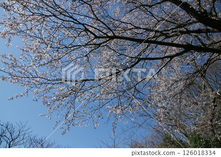 鳥取縣 - 四季漫步 - 春天 - 櫻花 - 女兒節 126018334