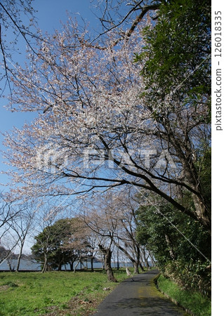 鳥取縣 - 四季漫步 - 春天 - 櫻花 - 女兒節 126018335
