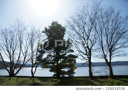 Tottori - Four Seasons Walks - Spring - Cherry Blossoms - Hinamatsuri 126018336