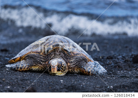 Hawaii Holidays: Punaluu Black Sand Beach, Big Island 126018434