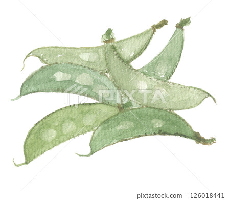 Hydrangea painted in watercolor 126018441