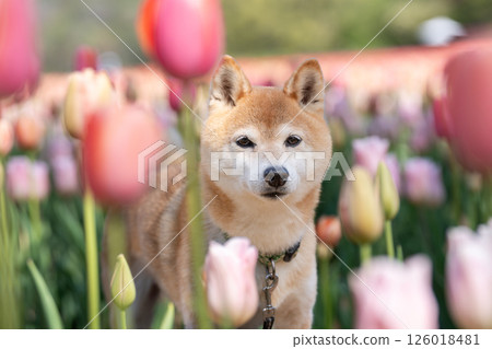 可愛的柴犬在公園玩耍 - 柴犬 Akane 可愛的柴犬在公園玩耍 - 柴犬 Akane 126018481