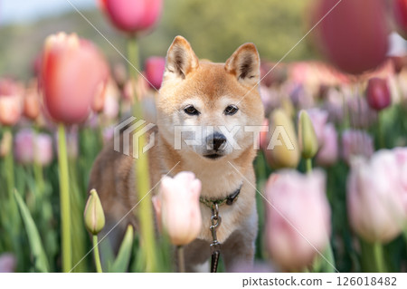 可愛的柴犬在公園玩耍 - 柴犬 Akane 可愛的柴犬在公園玩耍 - 柴犬 Akane 126018482