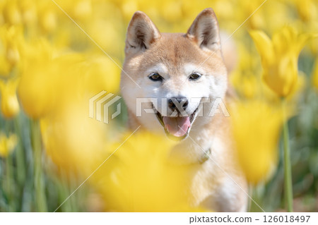 Cute Shiba Inu playing in the park - Shiba Inu Akane Cute Shiba Inu playing in the park - Shiba Inu Akane 126018497
