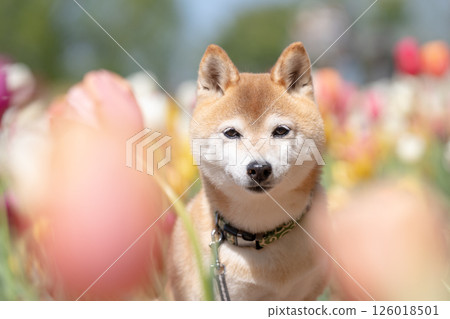 可愛的柴犬在公園玩耍 - 柴犬 Akane 可愛的柴犬在公園玩耍 - 柴犬 Akane 126018501