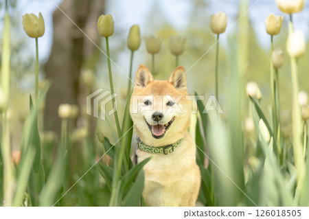 可愛的柴犬在公園玩耍 - 柴犬 Akane 126018505