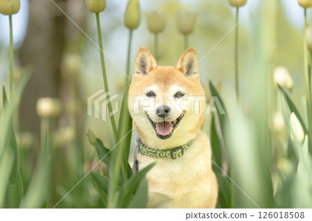 可愛的柴犬在公園玩耍 - 柴犬 Akane 126018508