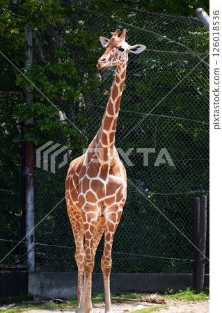 Reticulated giraffe 126018536