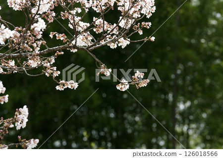 鳥取四季漫步 春天 櫻花 竹子 鳥取四季漫步 春天 櫻花 竹子 126018566