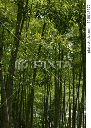 鳥取四季漫步 春天 櫻花 竹子 鳥取四季漫步 春天 櫻花 竹子 126018572