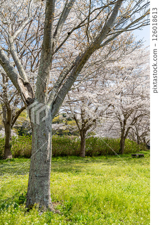 一個公園的風景有櫻花的 一個公園的風景有櫻花的 126018613