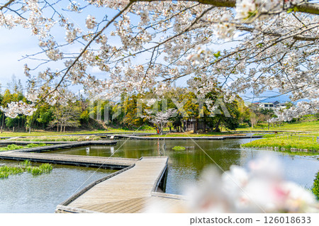 "Itsukushima Wetlands Park" Park scenery with cherry blossoms (Nakai Town, Kanagawa Prefecture) "Itsukushima Wetlands Park" Park scenery with cherry blossoms (Nakai Town, Kanagawa Prefecture) 126018633