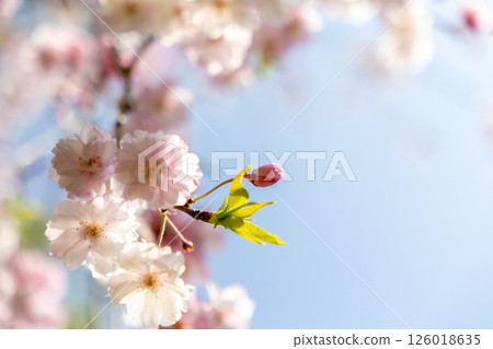 Cherry blossoms in full bloom shining in the blue sky Cherry blossoms in full bloom shining in the blue sky 126018635