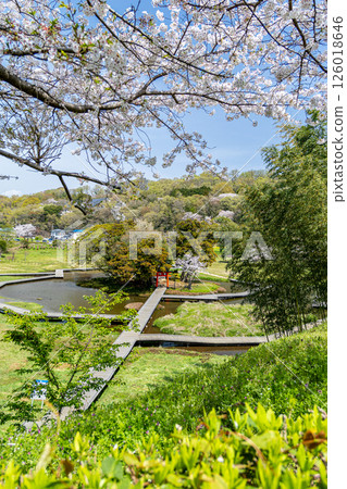 「嚴島濕地公園」櫻花盛開的公園風景(神奈川縣中井町) 「嚴島濕地公園」櫻花盛開的公園風景(神奈川縣中井町) 126018646