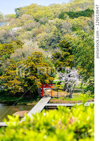 "Itsukushima Wetlands Park" Park scenery with cherry blossoms (Nakai Town, Kanagawa Prefecture) 126018647