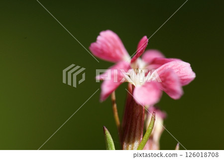 鳥取四季走春天 126018708