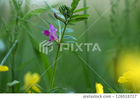 Tottori four season walk spring Tottori four season walk spring 126018727