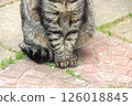 Cute paws of a stray cat relaxing in the garden 126018845