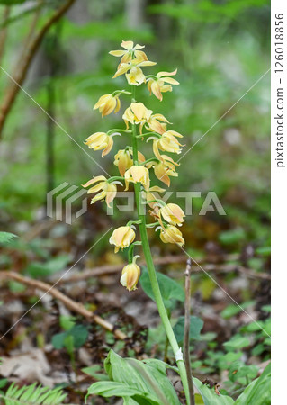 Kiebine Kiebine 126018856