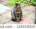 Stray cat relaxing in the garden 126018920