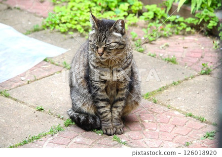 Stray cat relaxing in the garden 126018920