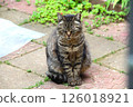 Stray cat relaxing in the garden 126018921
