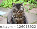 Stray cat relaxing in the garden 126018922