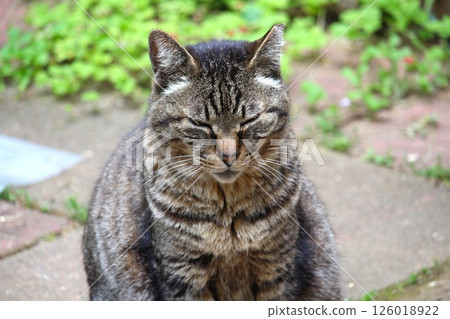 Stray cat relaxing in the garden 126018922