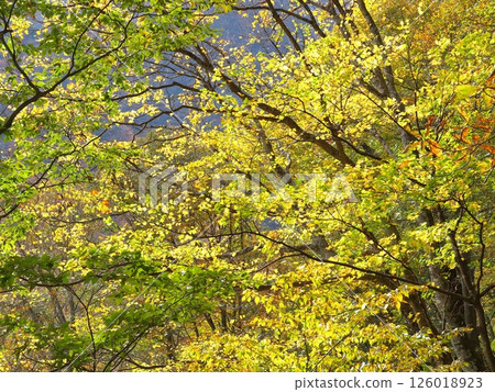 Autumn forest landscape with yellow leaves 126018923