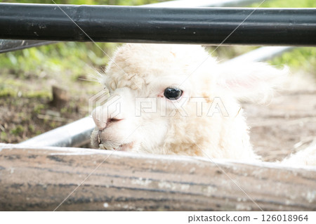 羊駝把頭伸出柵欄 126018964