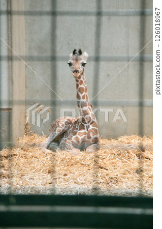 Baby Giraffe 126018967