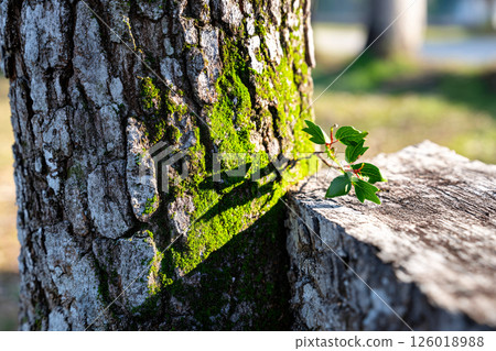 Vivid green moss on ancient tree bark, showcasing rich textures and strong shadow contrast 126018988