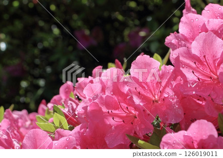 Azaleas after the rain, shining with drops of water 126019011