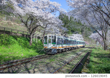 櫻花和當地火車 櫻花和當地火車 126019045