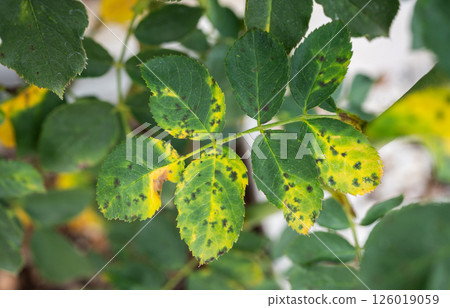 Black spot occurs on yellow rose leaves. Black spot is a fungal disease (Diplocarpon rosae) that affects roses. 126019059