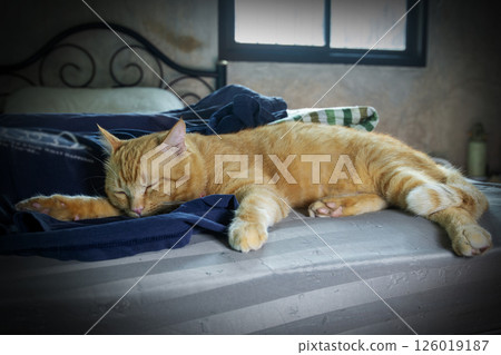 An orange cat is sleeping peacefully on a soft bed. An orange cat is sleeping peacefully on a soft bed. 126019187