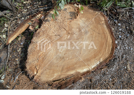 The tree was cut down leaving only the stump. The tree was cut down leaving only the stump. 126019188