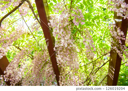 Wisteria trellis 126019204