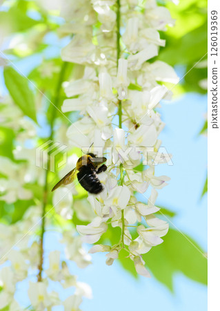Bumblebee and wisteria flower 126019369