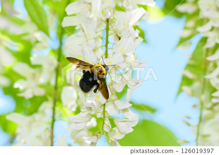 Bumblebee and wisteria flower 126019397