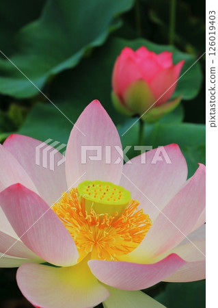 Hass that bloom large flowers Hass that bloom large flowers 126019403