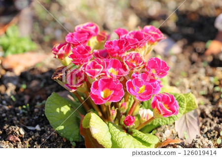 Primula Flowers @ Julian 126019414