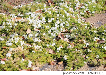 Winter Moss Phlox Flowers Winter Moss Phlox Flowers 126019415