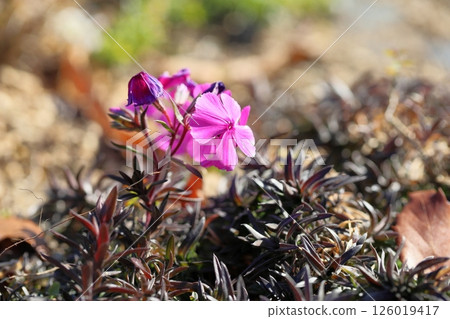 Shibazakura花 126019417