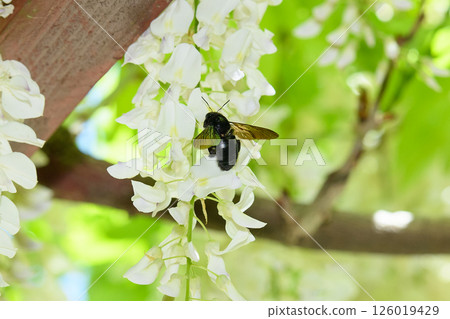 Bumblebee and wisteria flower Bumblebee and wisteria flower 126019429
