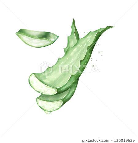 Illustration of fresh aloe vera leaves, hand-drawn illustration for health, wellness, and skincare themes. 126019629