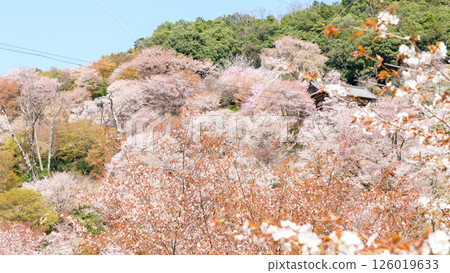 吉野山：奈良縣盛開的美麗中千本櫻花和如意輪寺 126019633